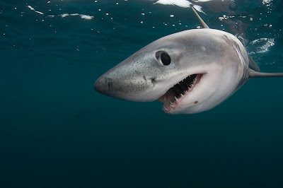 Porbeagle shark3 Porbeagle Shark