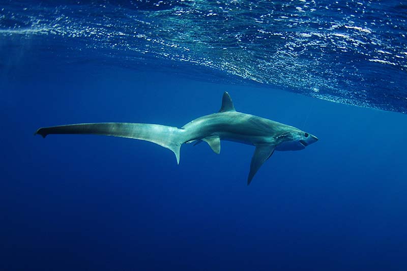 Threshershark Thresher Shark