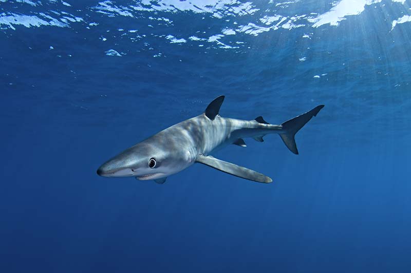 blueshark Blue SHark