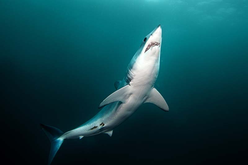 makosharki Mako Shark
