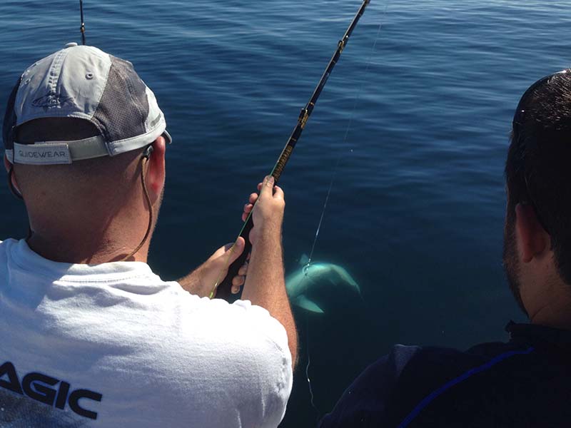 Whiptail Adventures Sea Fishing