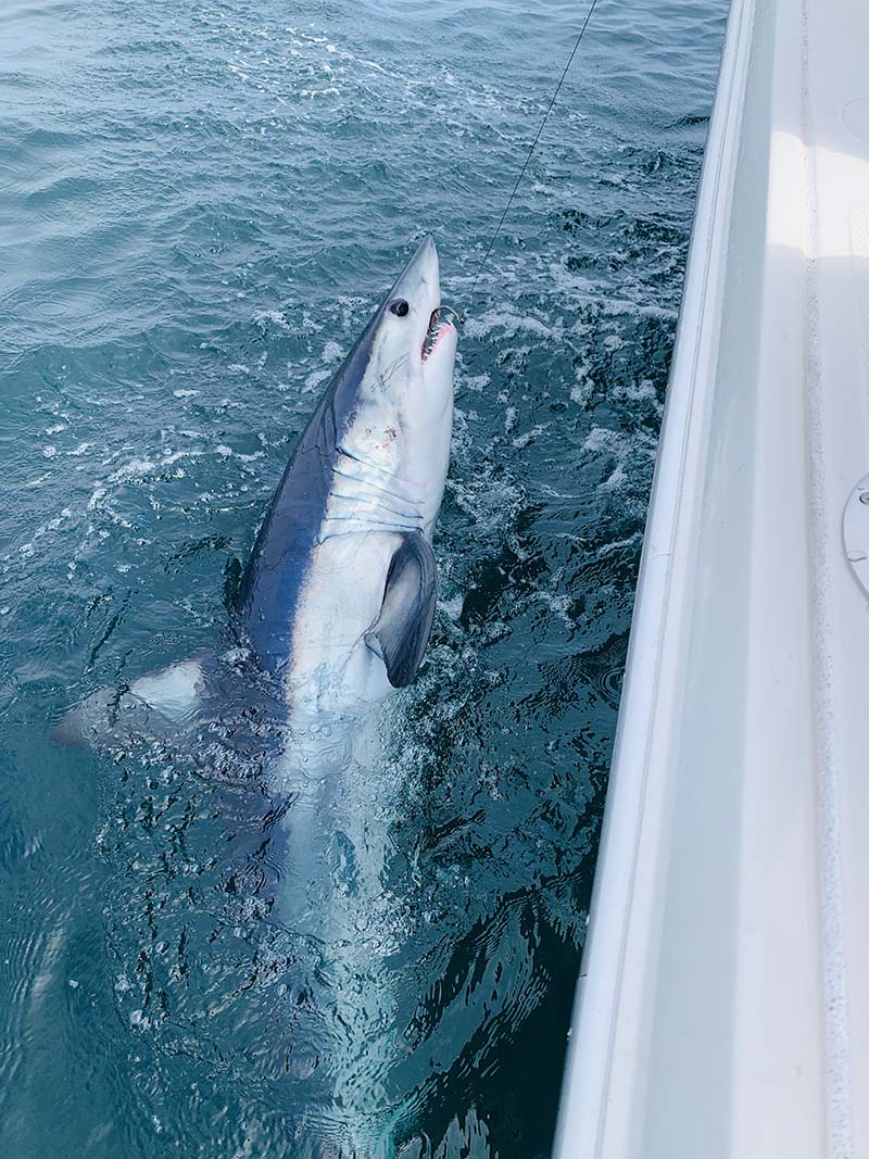 Whiptail Adventures Sea Fishing
