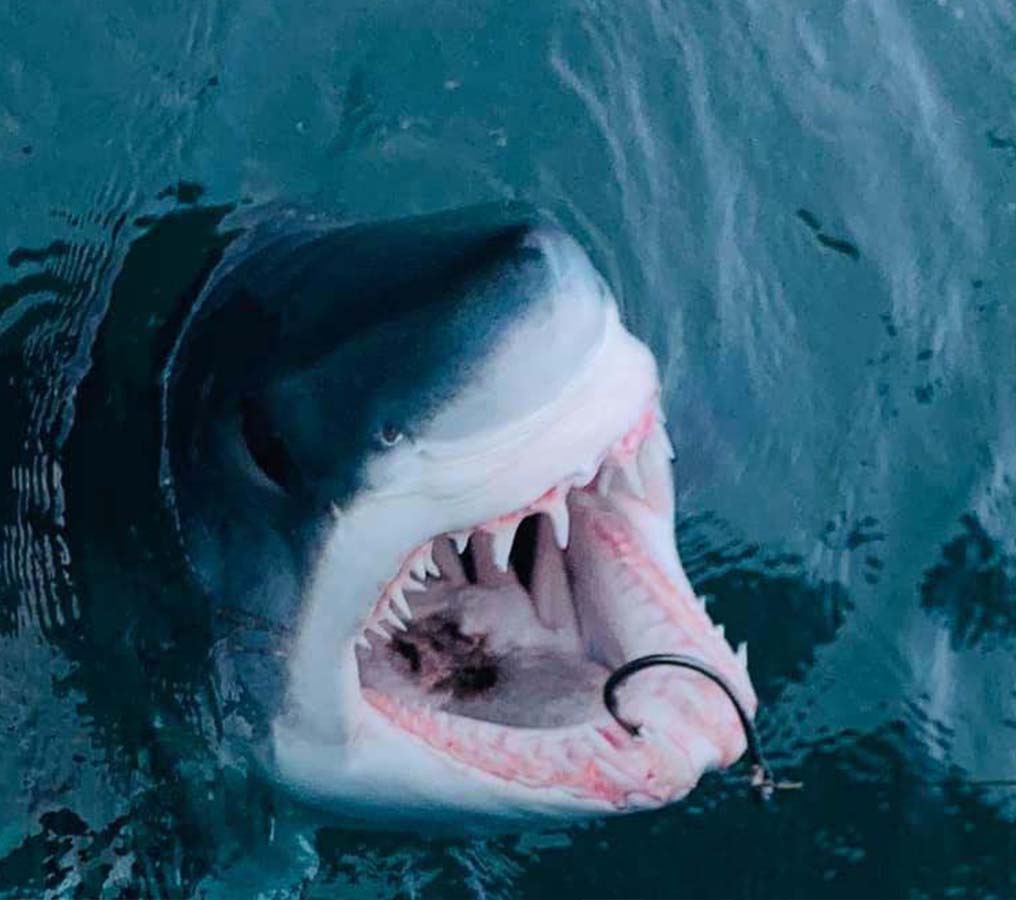 whiptail_Shark2 Shark Fishing Adventures