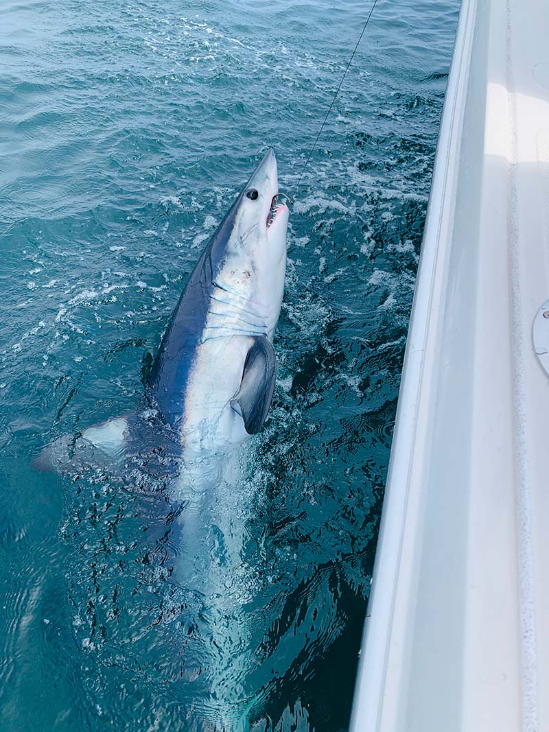 whiptail_Shark Shark fishing Trips
